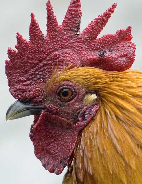 rooster_profile.jpg