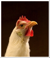 ARS-White_Leghorn_hen copy.jpg